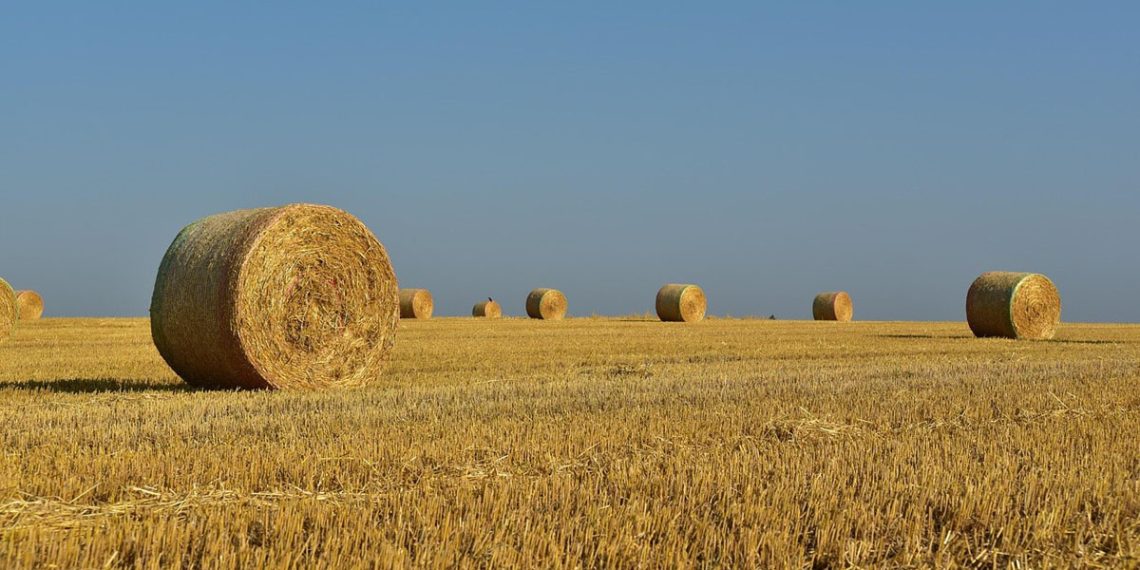 Η αγροτική παραγωγή στην Ελλάδα –  Ένα διαχρονικό ζήτημα ευθυνών