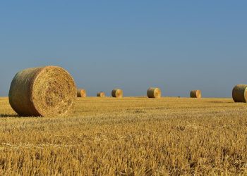 Η αγροτική παραγωγή στην Ελλάδα –  Ένα διαχρονικό ζήτημα ευθυνών